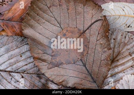 Muster der gefallenen Blätter im Herbst von Weißbeam, Sorbusarie, mit Silberbirke, Betula pendula, Blatt oben, November, UK, Stockfoto