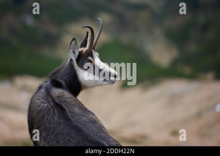 Porträt der Tatra-Gämse (Rupicapra Rupicapra Tatrica) in den Bergen mit verschwommenem Hintergrund, Wildsäuger, Naturfotografie. Die hohe Tatra. Stockfoto