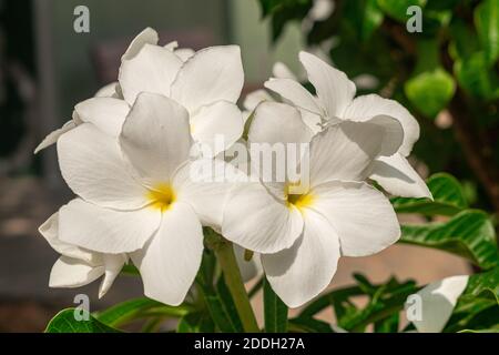 Plumeria pudica weiße Blüten blühen, mit grünen Blättern Hintergrund Stockfoto