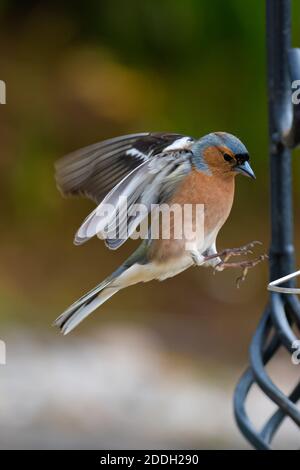 Männliche Chaffinch Landung auf einem Vogelfutterhaus Stockfoto