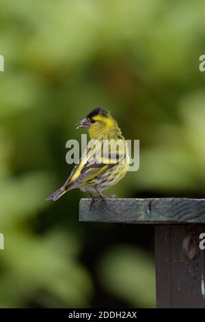 Siskin blickt auf einen Vogeltisch nach hinten Stockfoto