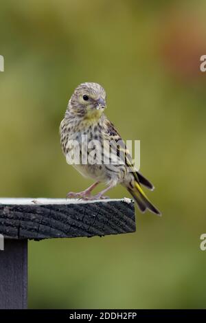 Junge Siskin auf einem Vogeltisch Stockfoto