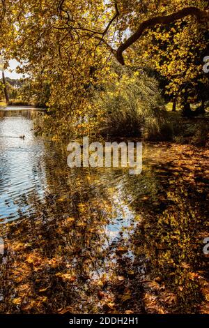 Herbst im Hagley Park, Christchurch, Neuseeland. Goldenes Licht durch die Bäume am Avon Fluss. Stockfoto