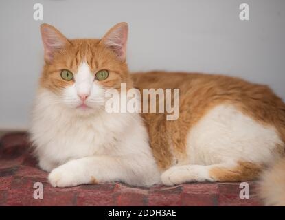 Nahaufnahme von niedlichen heimischen Ingwer Hauskatze felis catus entspannend Innen zu Hause auf Stuhlkissen liegen Stockfoto