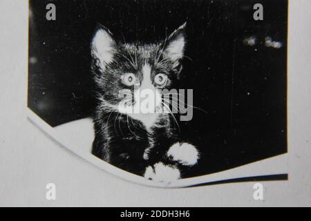 Feine 70er Jahre Vintage Schwarz-Weiß-Fotografie von einem breiten Auge schwarz-weiß Kätzchen Katze. Stockfoto