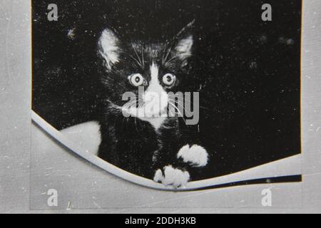 Feine 70er Jahre Vintage Schwarz-Weiß-Fotografie von einem breiten Auge schwarz-weiß Kätzchen Katze. Stockfoto