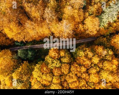 Herbstwaldlandschaft mit Blick auf die Landstraße von oben. Bunte Natur Hintergrund. Herbst Wald Luftdrohne Ansicht.Idyllische Herbstlandschaft von einem Vögel e Stockfoto
