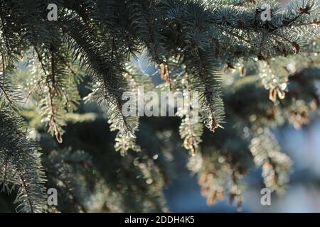 Zweige der blauen Fichte im weichen magischen Sonnenlicht gegen den blauen Himmel im Freien. Blaue Fichte im Sonnenlicht im Freien. Weihnachtsbaum. Bokeh-Licht. Stockfoto