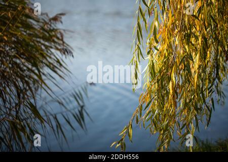 Hängende Zweige einer weinenden goldenen Weide in Herbstfarben, ein See im Hintergrund. Stockfoto
