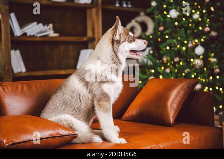 Junge süße Welpen der sibirischen Husky Hunderasse Rüde spielen und entspannen auf braunem Sofa im klassischen europäischen Design-Zimmer, für Neujahr dekoriert Stockfoto