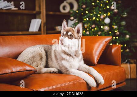 Junge süße Welpen der sibirischen Husky Hunderasse Rüde spielen und entspannen auf braunem Sofa im klassischen europäischen Design-Zimmer, für Neujahr dekoriert Stockfoto