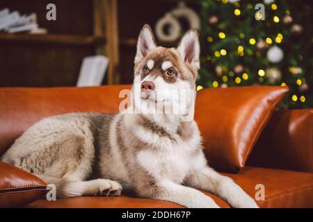Junge süße Welpen der sibirischen Husky Hunderasse Rüde spielen und entspannen auf braunem Sofa im klassischen europäischen Design-Zimmer, für Neujahr dekoriert Stockfoto