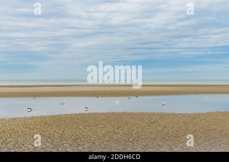Oostduinkerke, Belgien - 9. November 2020: Meereslandschaft mit Möwen am Strand der Strand Stockfoto