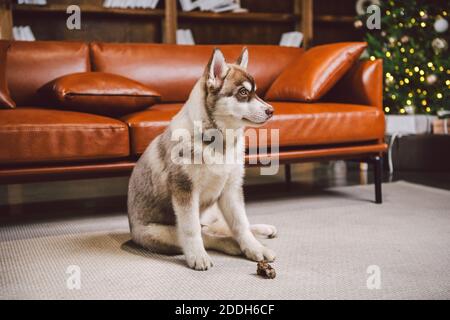 Junge süße Welpen der sibirischen Husky Hunderasse Rüde spielen und entspannen auf braunem Sofa im klassischen europäischen Design-Zimmer, für Neujahr dekoriert Stockfoto