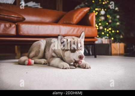 Junge süße Welpen der sibirischen Husky Hunderasse Rüde spielen und entspannen auf braunem Sofa im klassischen europäischen Design-Zimmer, für Neujahr dekoriert Stockfoto
