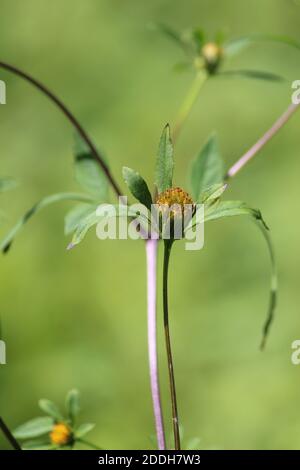 Goldgelbe Blume im Sonnenlicht an einem Sommertag auf grünem Hintergrund. Bidens frondosa oder American bur-Ringelblume oder Bettler Zecken oder Bettler-Läuse. Stockfoto