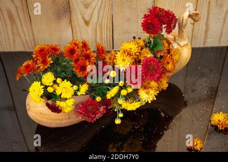 Orange, rote und gelbe Blüten in einem Kürbis auf schwarzem Hintergrund mit Spiegelung. Saisonal blühende Herbstgärten Stockfoto