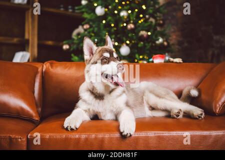 Junge süße Welpen von Siberian Husky Hunderasse Rüde spielen und entspannen auf braunem Sofa in klassischen europäischen Design-Zimmer, für Silvester Urlaub dekoriert Stockfoto