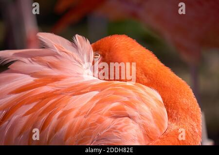 Ein amerikanischer Flamingo, Phoenicopterus ruber, versteckt seinen Kopf in seinen Federn, um dem Wind zu entkommen. Stockfoto