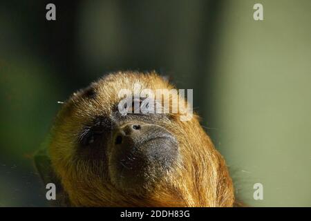 Dieser Howler Monkey schien nicht so interessiert an dem, was um ihn herum los war. Stockfoto