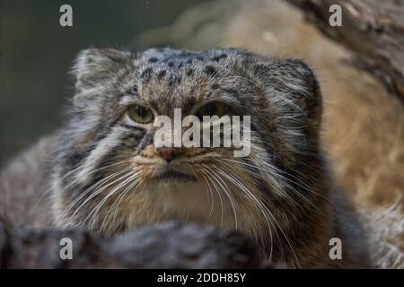 Diese Pallas-Katze scheint nicht wirklich glücklich zu sein, jemanden zu haben, der sie beobachtet. Stockfoto