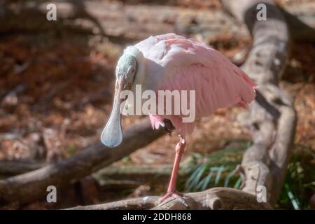 Ein Roseate-Löffler, Platalea ajaja, entspannt sich in der Nachmittagssonne. Stockfoto