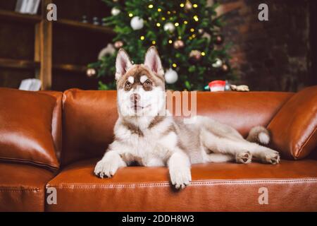 Junge süße Welpen von Siberian Husky Hunderasse Rüde spielen und entspannen auf braunem Sofa in klassischen europäischen Design-Zimmer, für Silvester Urlaub dekoriert Stockfoto