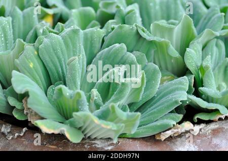 Eichornia crassipes, Wasser Hyazinthe oder Tau Tropfen auf Wasser Hyazinthe Stockfoto