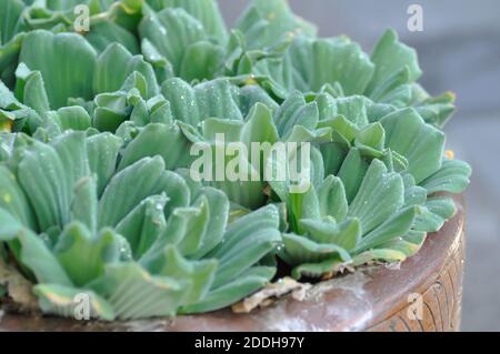 Eichornia crassipes, Wasser Hyazinthe oder Tau Tropfen auf Wasser Hyazinthe Stockfoto