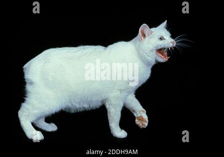 Manx Katze, Katzenrasse ohne Schweif, Erwachsene knurrend auf schwarzem Hintergrund Stockfoto