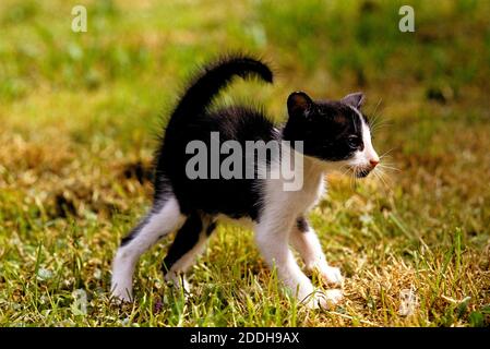 Schwarze und weiße orientalische Hauskatze, Kätzchen in bedrohlicher Haltung Stockfoto