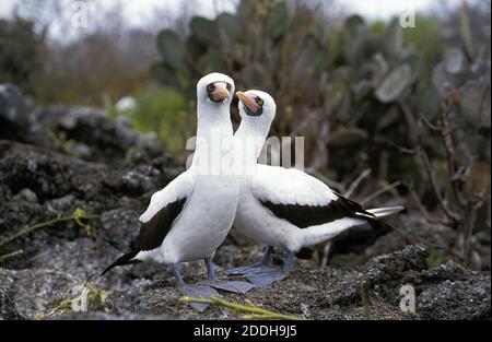 Masked booby, sula dactylatra, Paar, Galapagos Island Stockfoto