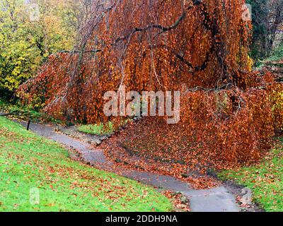 Kupferbuche am Weg durch den Graben Knaresborough Castle Knaresborough North Yorkshire England Stockfoto