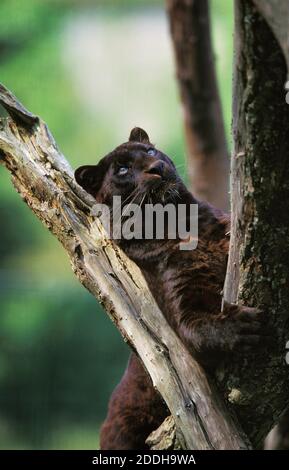 Schwarzer Panther, panthera Pardus, Erwachsener Stockfoto