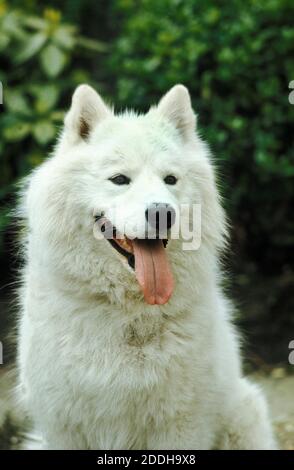 Samoyed Dog, Portrait of Dog mit Zunge raus Stockfoto