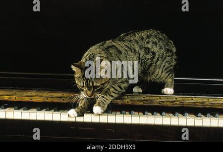 Manx Domestic Cat, Katze Rasse ohne Schwanz, Erwachsener stehend auf Klavier Stockfoto