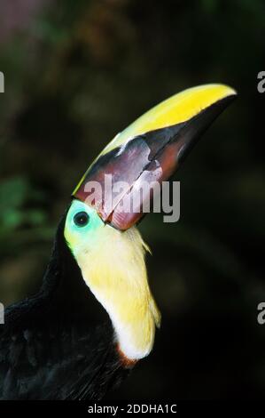 Kastanien Mandibled Tukan, Ramphastos Swainsonii, Porträt von Erwachsenen zeigen, Schnabel, Costa Rica Stockfoto