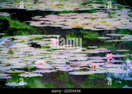 Les Jardins de Monet à Giverny - Monets Garten - Haus und Seerosengärten des französischen Künstlers Claude Monet in Giverny, Frankreich Stockfoto