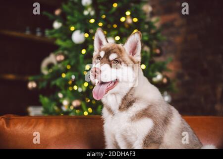 Junge süße Welpen von Siberian Husky Hunderasse Rüde spielen und entspannen auf braunem Sofa in klassischen europäischen Design-Zimmer, für Silvester Urlaub dekoriert Stockfoto