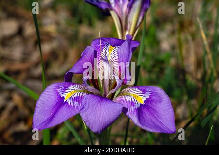Iris Blume in Nahaufnahme fotografiert. Lila Blume mit gelben Herzen. Stockfoto