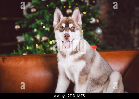 Haustier und frohe weihnachten und glückliches neues Jahr Konzept. Fröhlicher Welpe männlichen Husky hat Spaß im Wohnzimmer mit großen Bücherregalen, Bibliothek und Sofa in Stockfoto