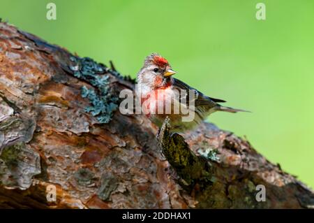 Ein erwachsener männlicher kleiner Rotzopf (Carduelis Cabaret) Auf einem Zweig thront, der aus einem Kiefernzweig herausragt Shieldaig bei Gairloch im Nordwesten von Scotl Stockfoto