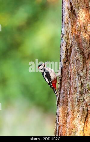 Ein erwachsener Buntspecht (Dendrocopos major) an der Seite einer Kiefer bei Shieldaig bei Gairloch im Nordwesten Schottlands. Juni. Stockfoto