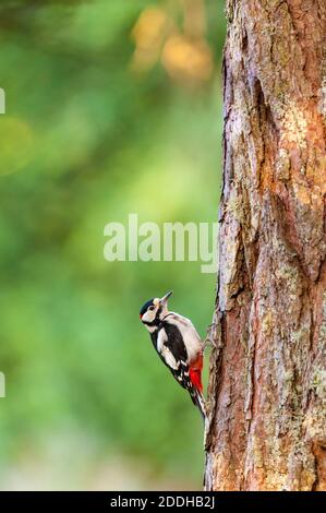 Ein erwachsener Buntspecht (Dendrocopos major) an der Seite einer Kiefer bei Shieldaig bei Gairloch im Nordwesten Schottlands. Juni. Stockfoto