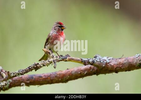 Ein erwachsener männlicher kleiner Rotzopf (Carduelis Cabaret) Auf einem Zweig thront, der aus einem Kiefernzweig herausragt Shieldaig bei Gairloch im Nordwesten von Scotl Stockfoto