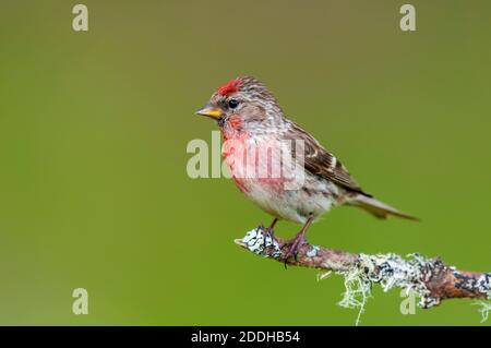 Ein erwachsener kleiner Rotkehlchen (Carduelis Cabaret), der auf einem mit Flechten bedeckten Kiefernzweig bei Shieldaig in der Nähe von Gairloch im Nordwesten Schottlands thront. Juni. Stockfoto