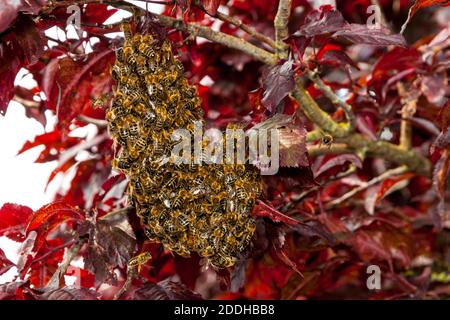 Honigbienen (APIs mellifera) schwärmen zwischen den roten Blättern einer Kupferbuche (Fagus sylvatica f. purpurea) in Sowerby, Thirsk, North Yorkshire. Juli Stockfoto