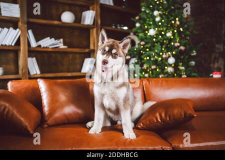 Junge süße Welpen von Siberian Husky Hunderasse Rüde spielen und entspannen auf braunem Sofa in klassischen europäischen Design-Zimmer, für Silvester Urlaub dekoriert Stockfoto