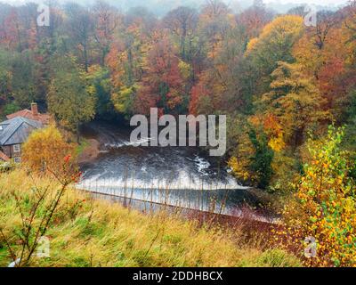 Herbstfarben rund um das Wehr über den Fluss Nidd at Castle Milld vom Castle Top in Knaresborough North Yorkshire England Stockfoto
