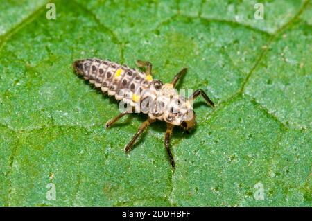 Die Larve eines Marienkäfer mit 10 Flecken (Adalia decempunctata) auf einem Blatt in einem Garten in Sowerby, Thirsk, North Yorkshire. Juli. Stockfoto